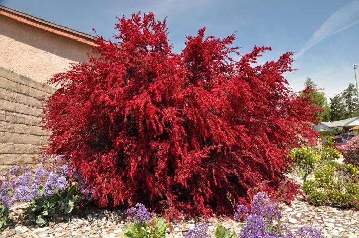 Plant photo of: Leptospermum scoparium 'Ruby Glow'