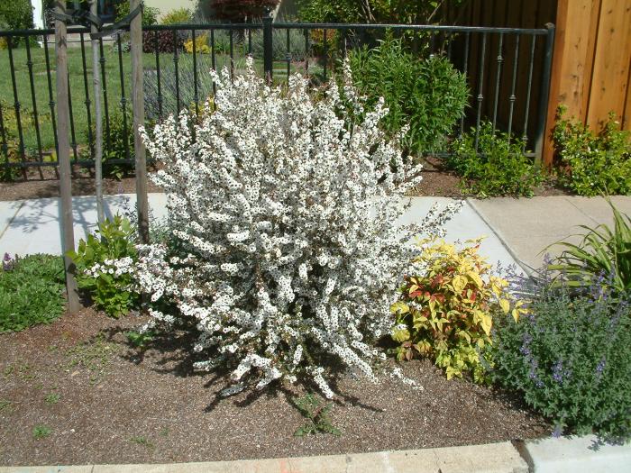 Snow White Flowering Tea Tree