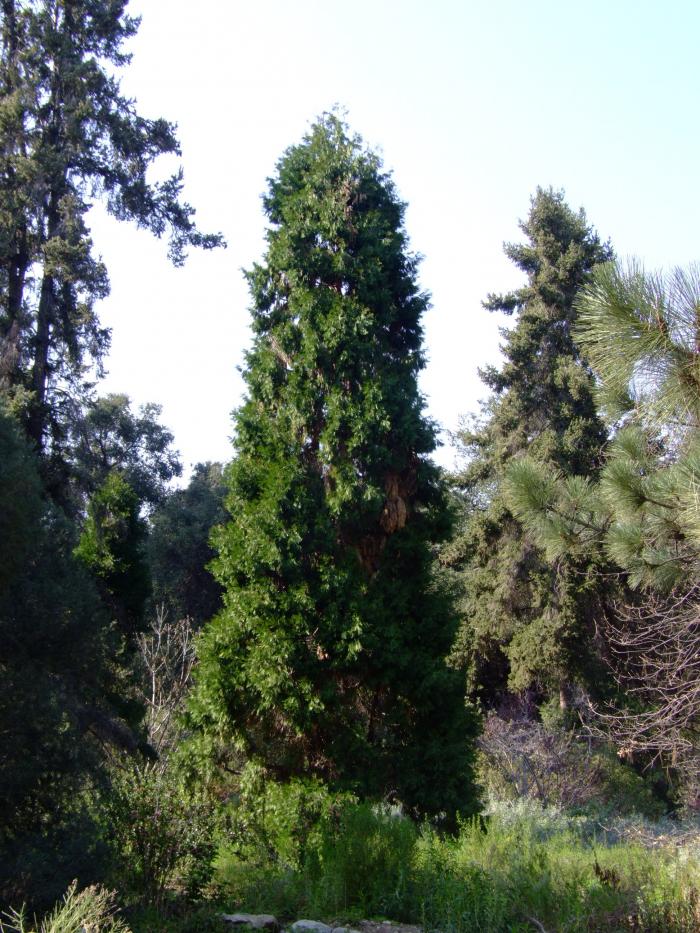 Plant photo of: Calocedrus decurrens