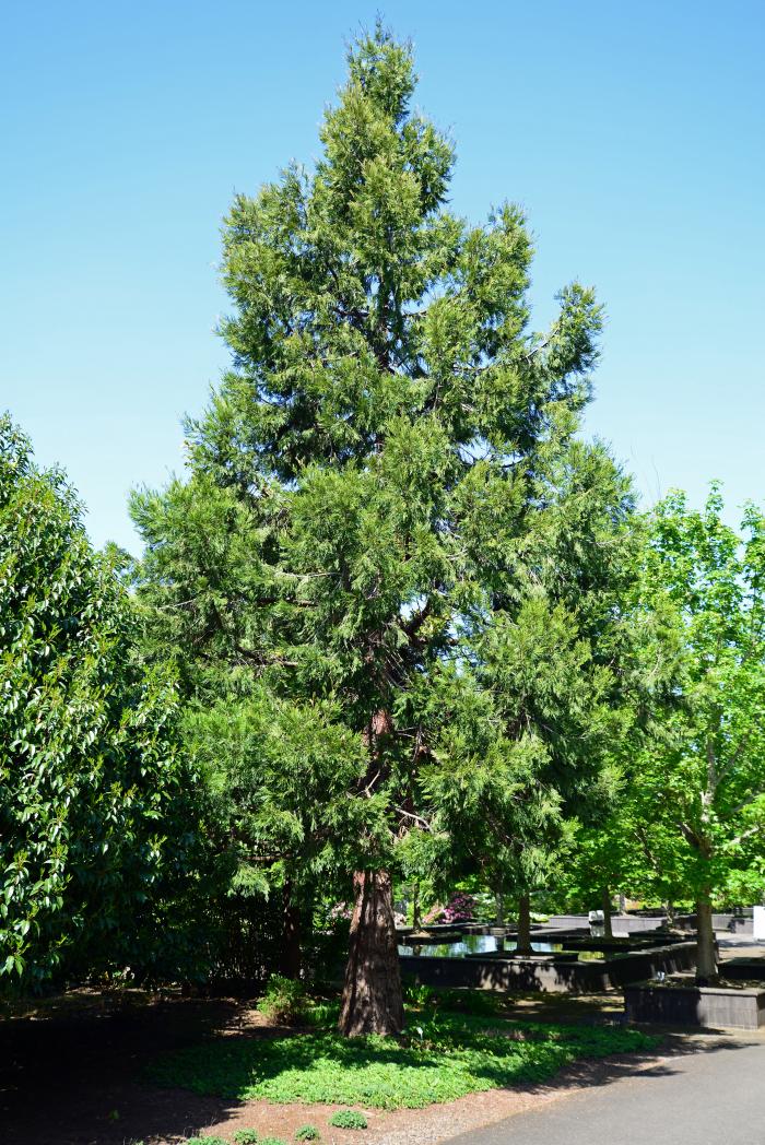 Plant photo of: Calocedrus decurrens
