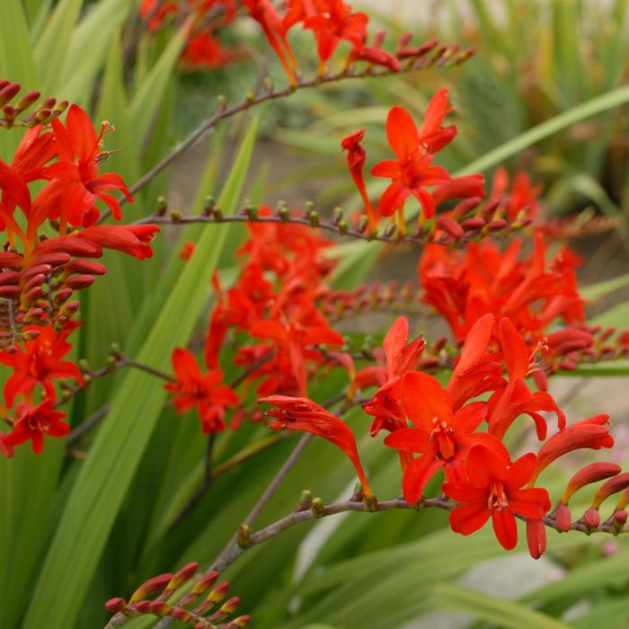 Crocosmia 'Lucifer'