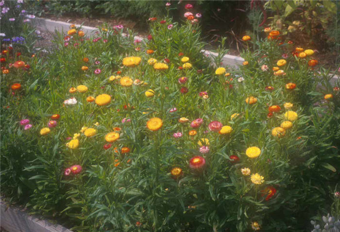 Strawflower