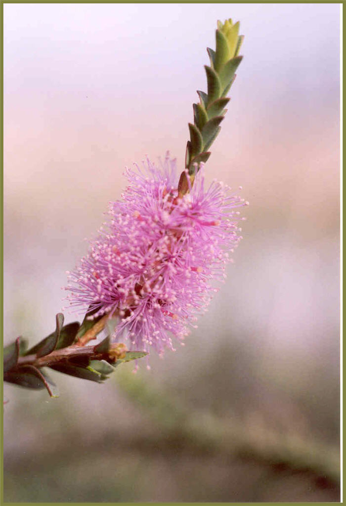 Lilac Melaleuca