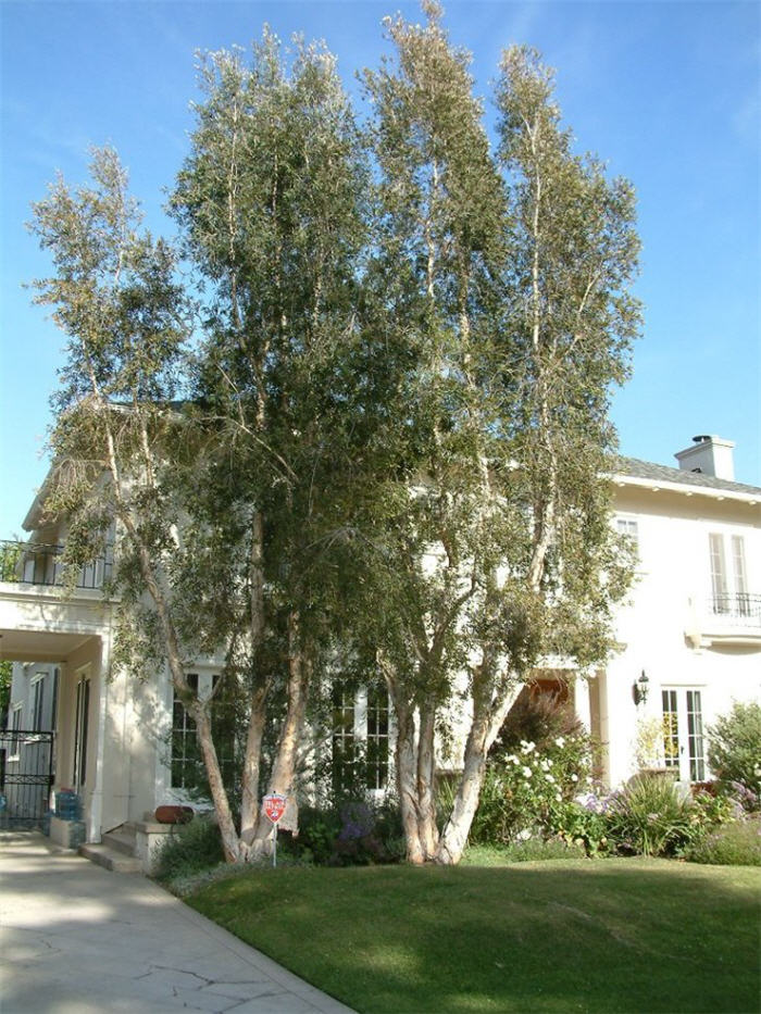 Paperbark Tree, Cajeput Tree