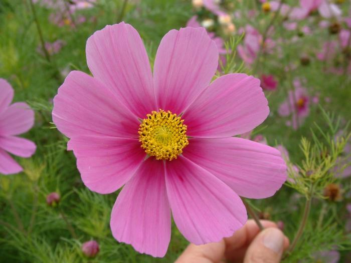 Plant photo of: Cosmos bipinnatus