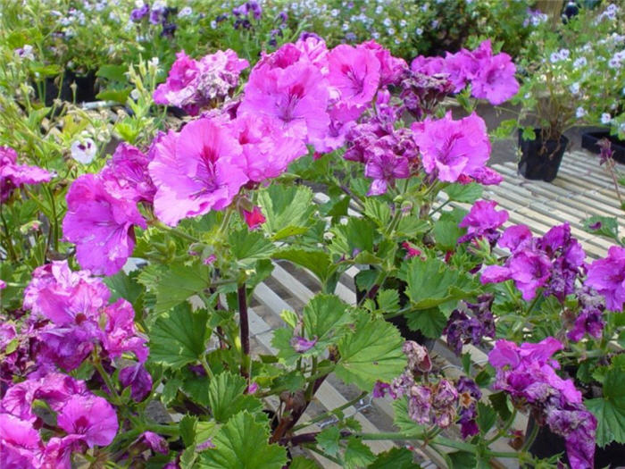 Pelargonium x hortorum