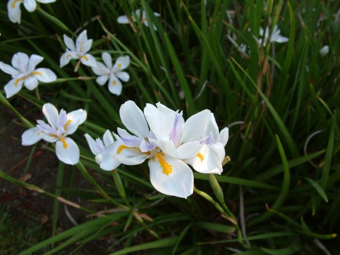 Dietes iridioides