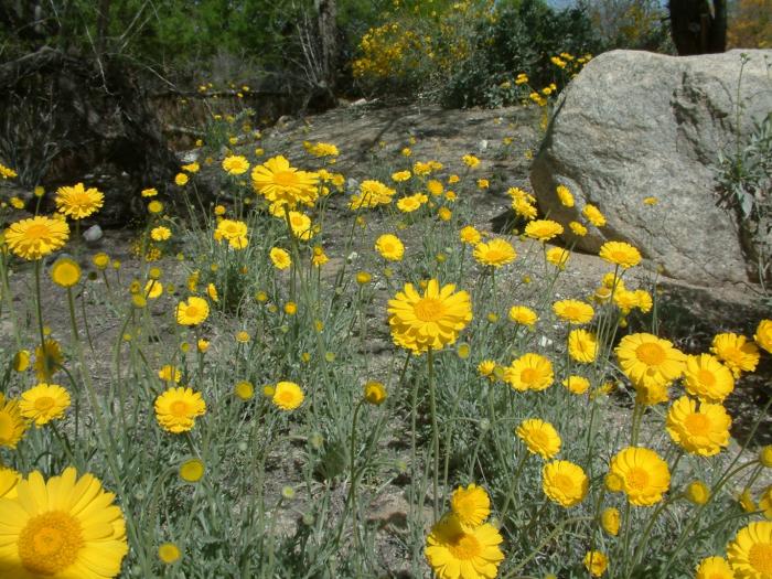 Desert Marigold