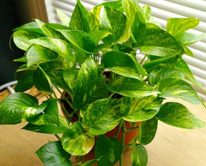 Epipremnum aureum