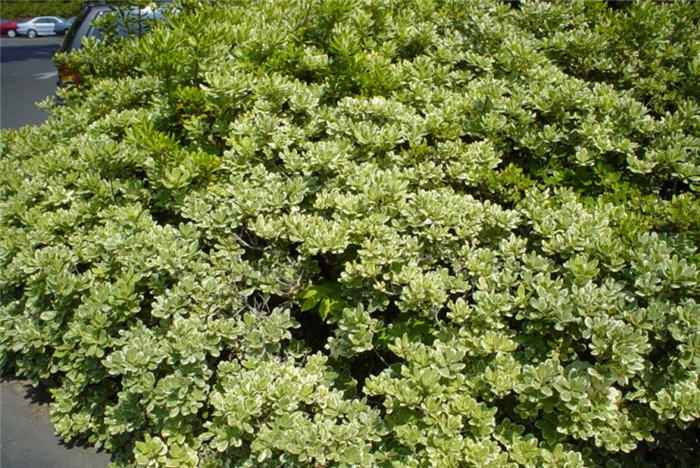 Pittosporum tobira