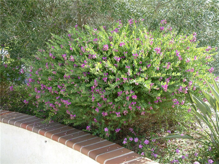 Polygala x dalmaisiana