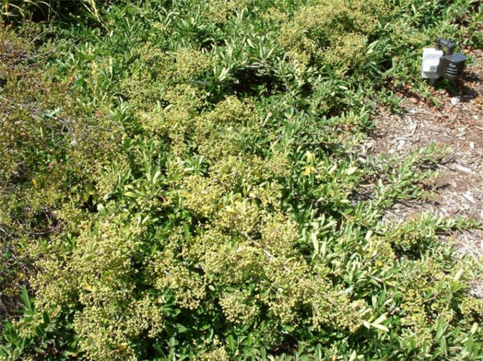 Santa Cruz Pyracantha