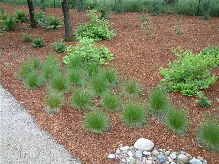 Plant photo of: Deschampsia cespitosa