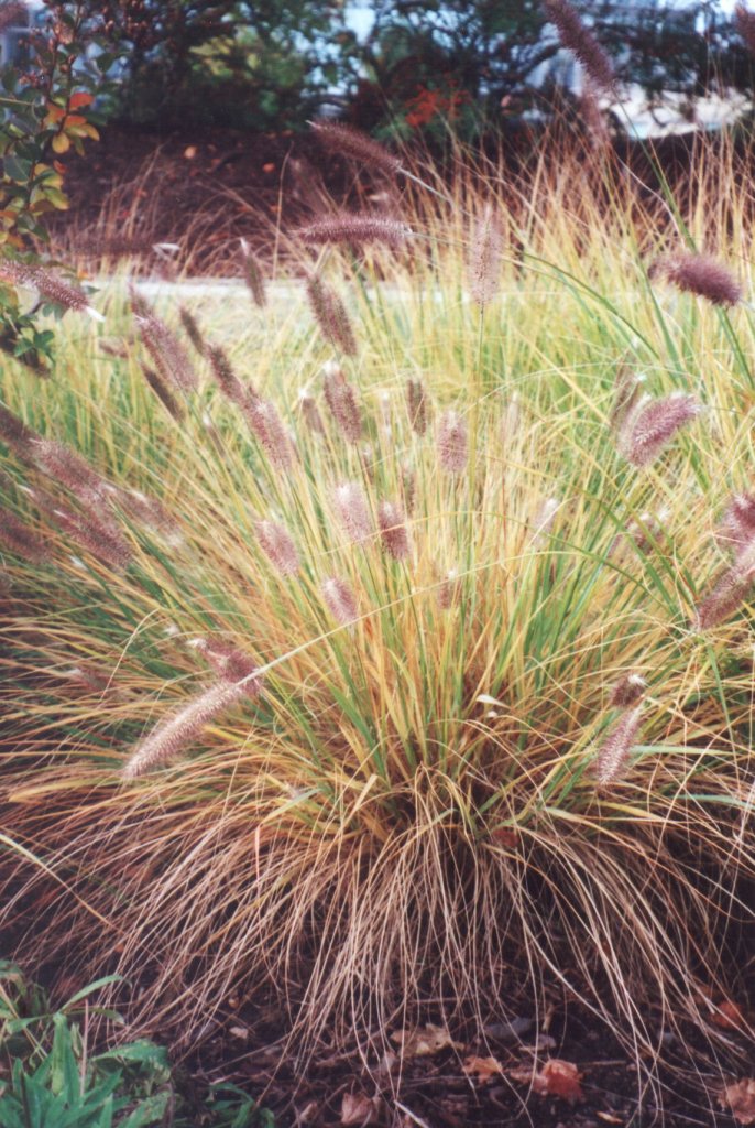 Black Flowering Fountain Grass