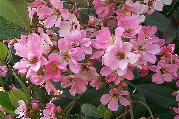 Pink Lady Rhaph, Indian Hawthorn