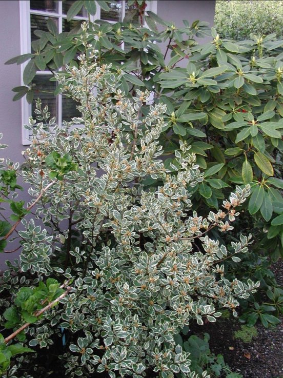 Variegated Italian Buckthorn