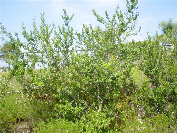 Plant photo of: Rhus integrifolia