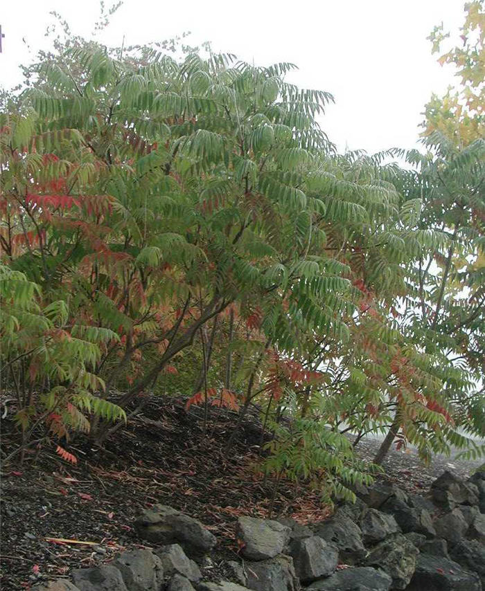 Cutleaf Staghorn Sumac