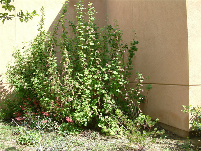 Ribes speciosum