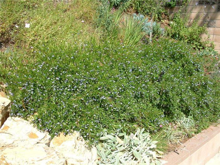 Australian Bluebell