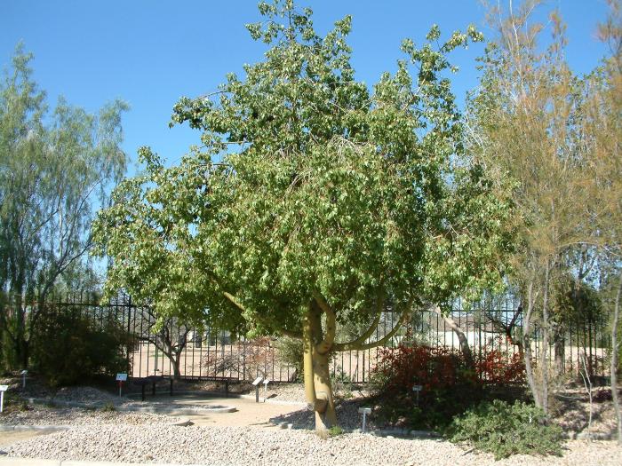 Bottle Tree