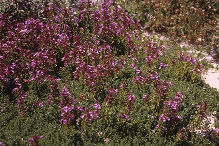 Teucrium x lucidrys