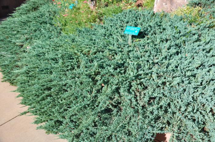 Groundcover Juniper