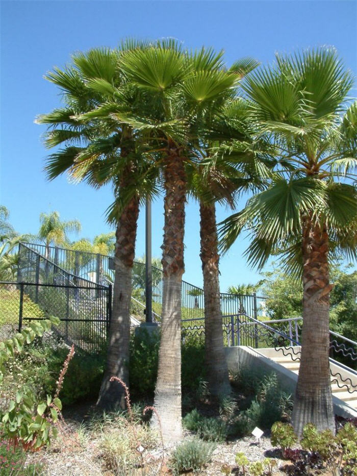 Washingtonia robusta