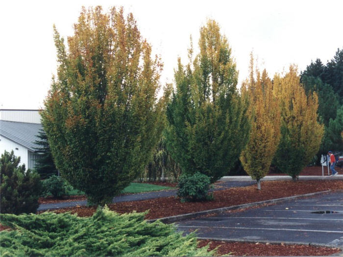 Carpinus betulus 'Fastigiata'