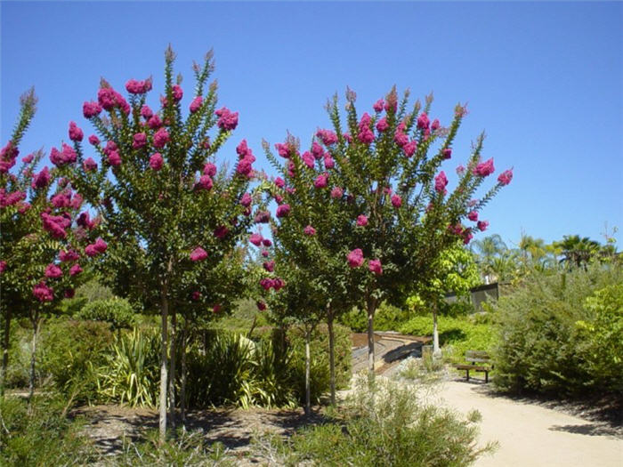 Lagerstroemia 'Tuscarora'