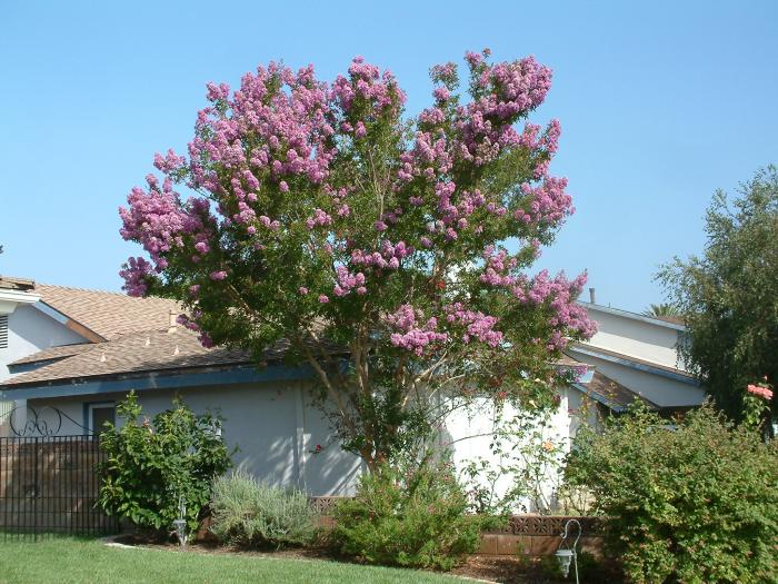 Lagerstroemia 'Muskogee'