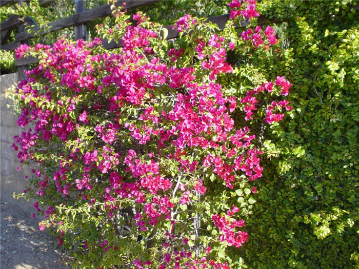 Bougainvillea hybrid