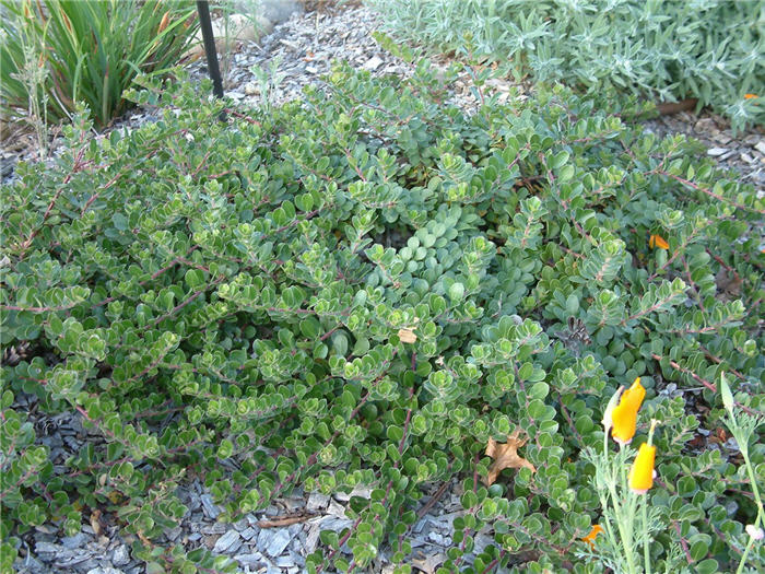 Plant photo of: Arctostaphylos uva-ursi