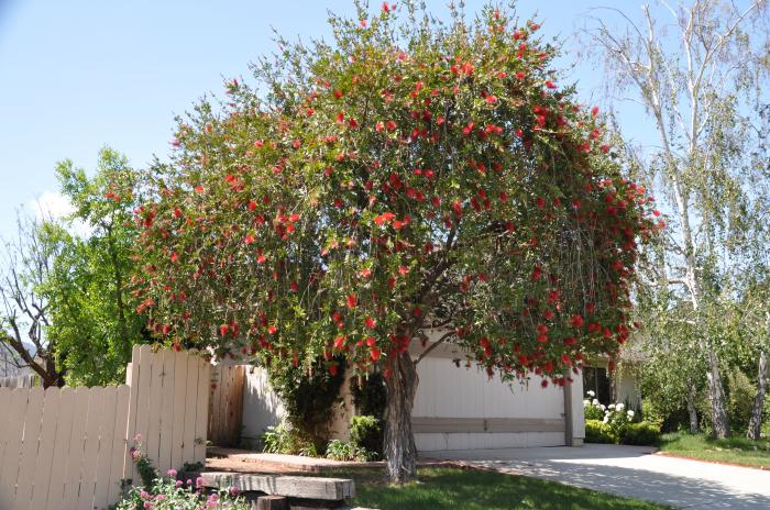 Callistemon citrinus