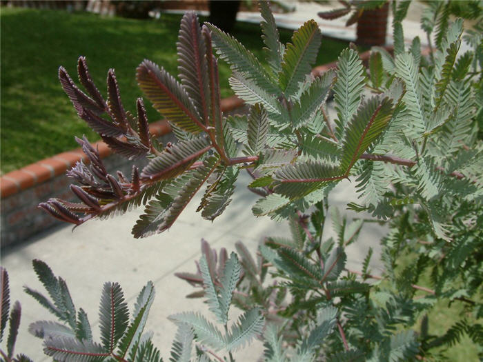 Plant photo of: Acacia baileyana 'Purpurea'