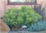 Yellow Spurge